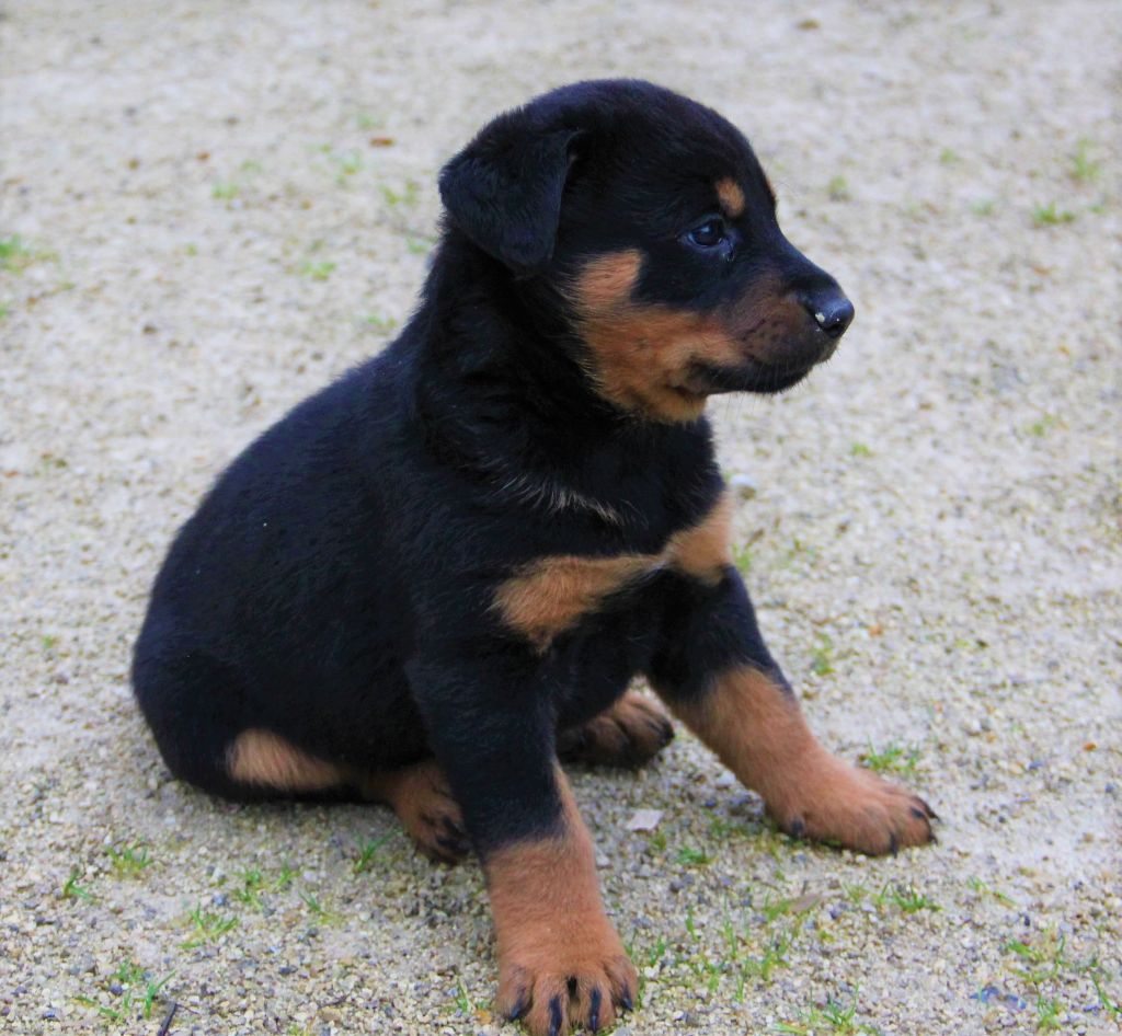 Chiot Eleveur De Chiens Berger De Beauce Elevage Des Bruyeres De