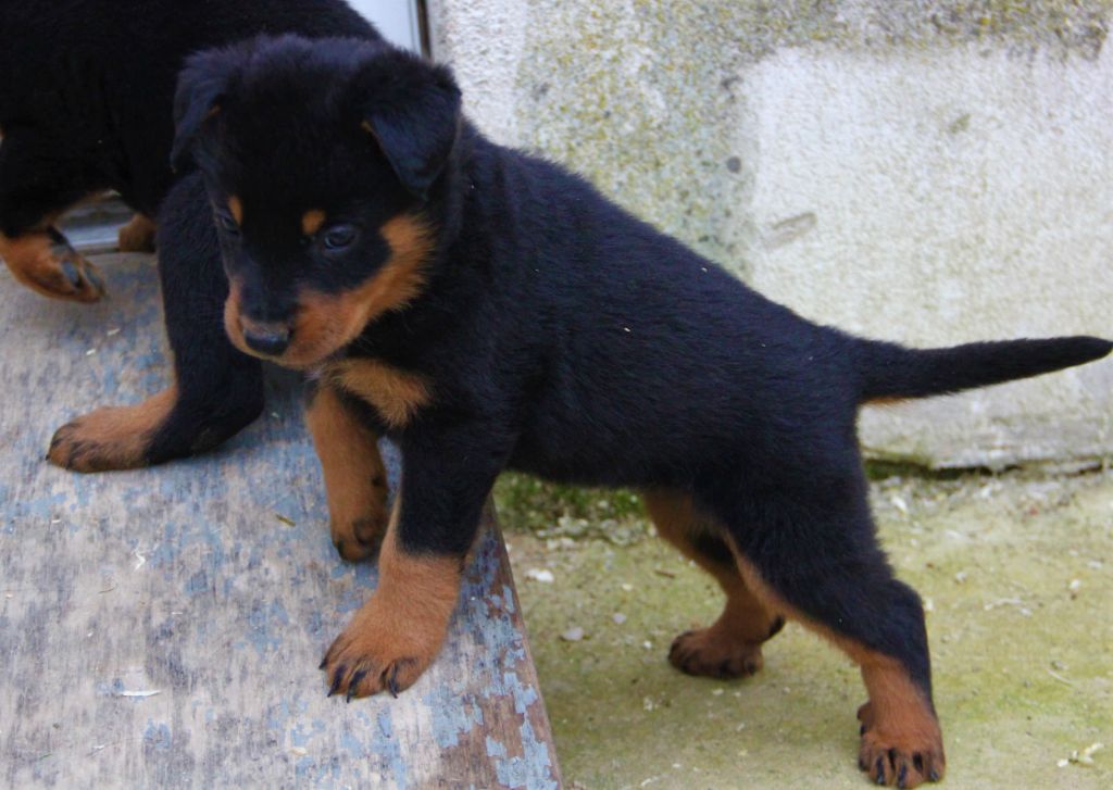 Chiot Eleveur De Chiens Berger De Beauce Elevage Des Bruyeres De