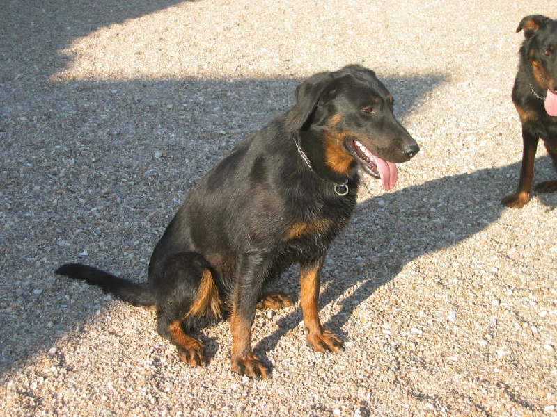 Farleyne Des Bruyères De Saint Cyr