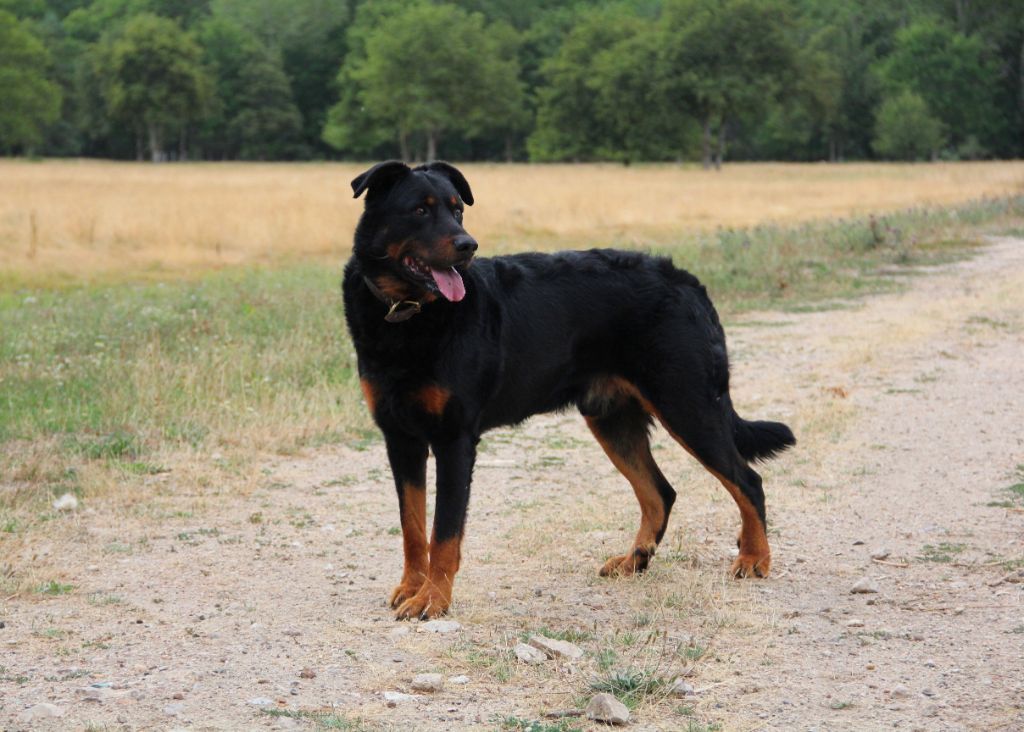 Irtis d'or du Royaume D'Elsa