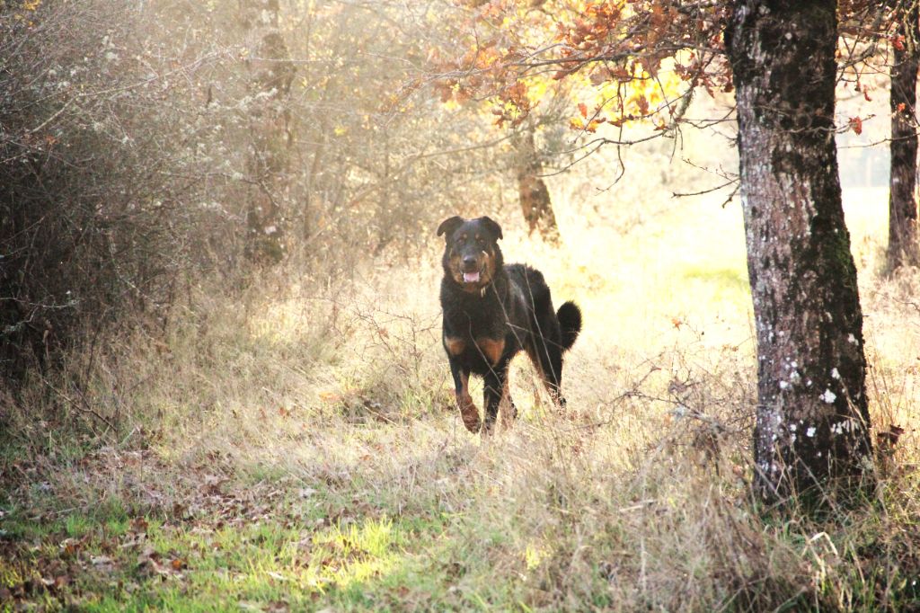 Tonka Des Bruyères De Saint Cyr
