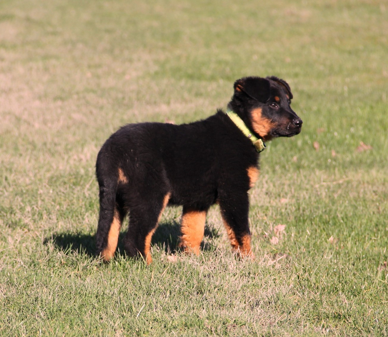 Arpège-Pastel du Royaume D'Elsa