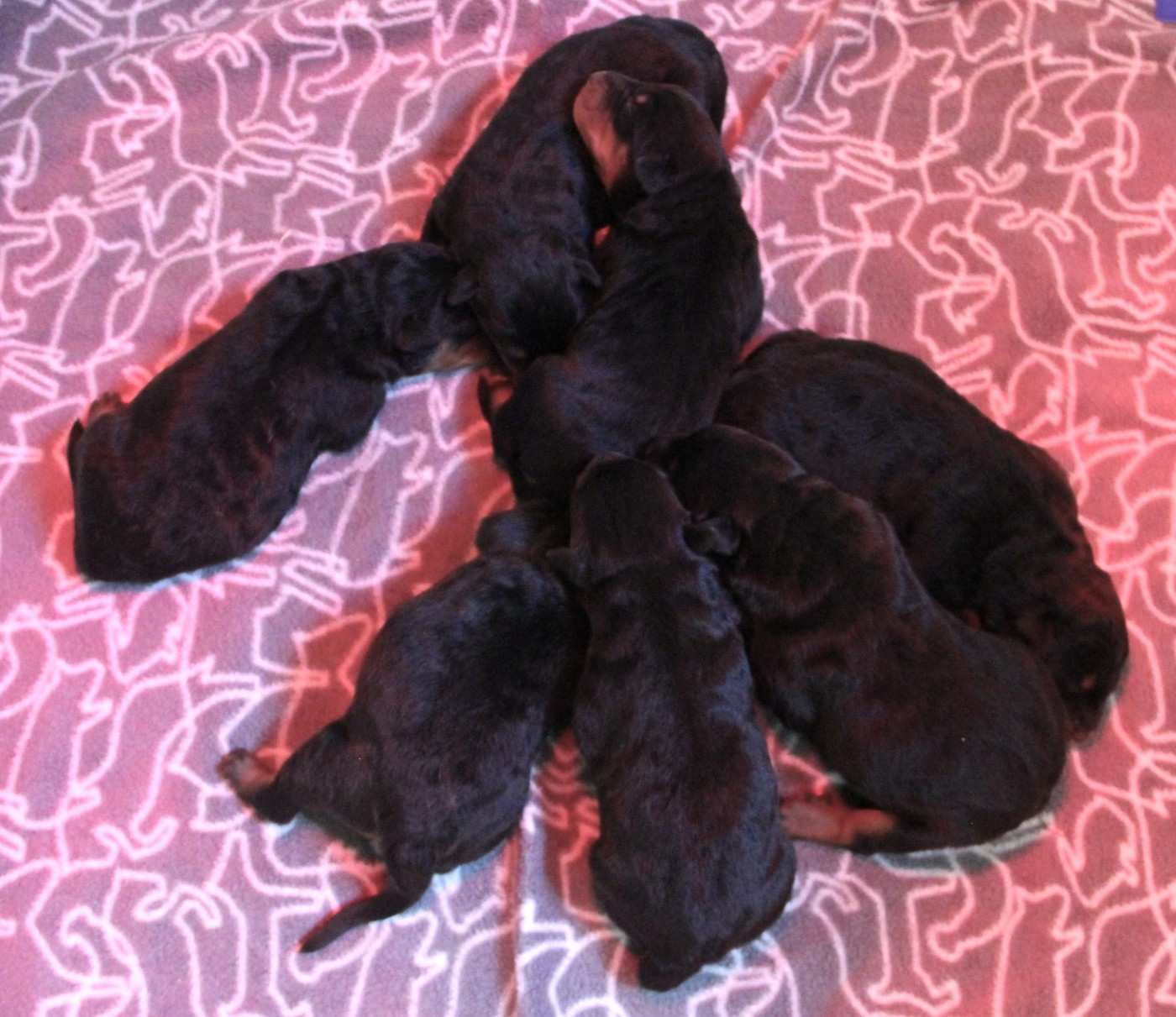 Les chiots de T'Poétesse sont nés !!!