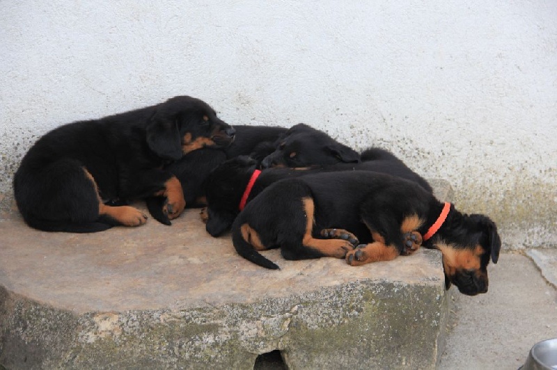 CHIOTS