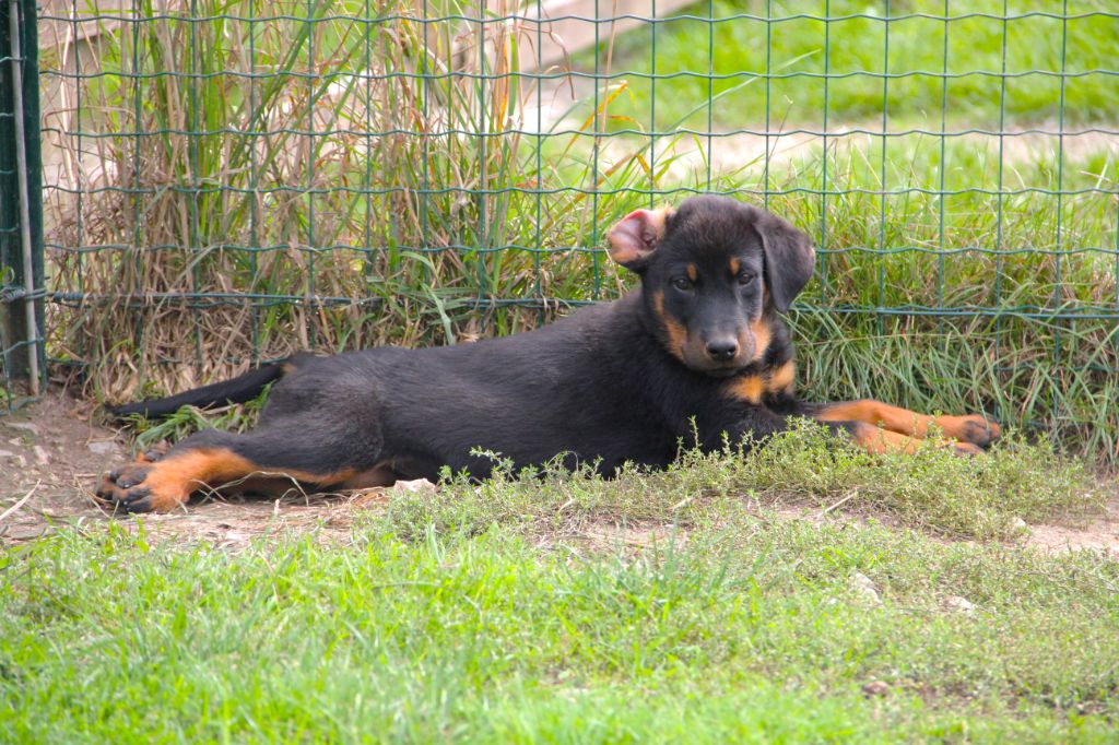 Des Bruyères De Saint Cyr - Chiots disponibles - Berger de Beauce