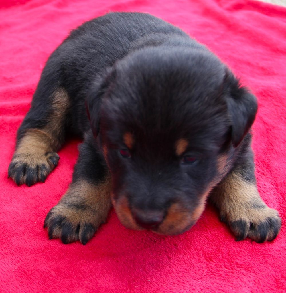 Des Bruyères De Saint Cyr - Chiots disponibles - Berger de Beauce