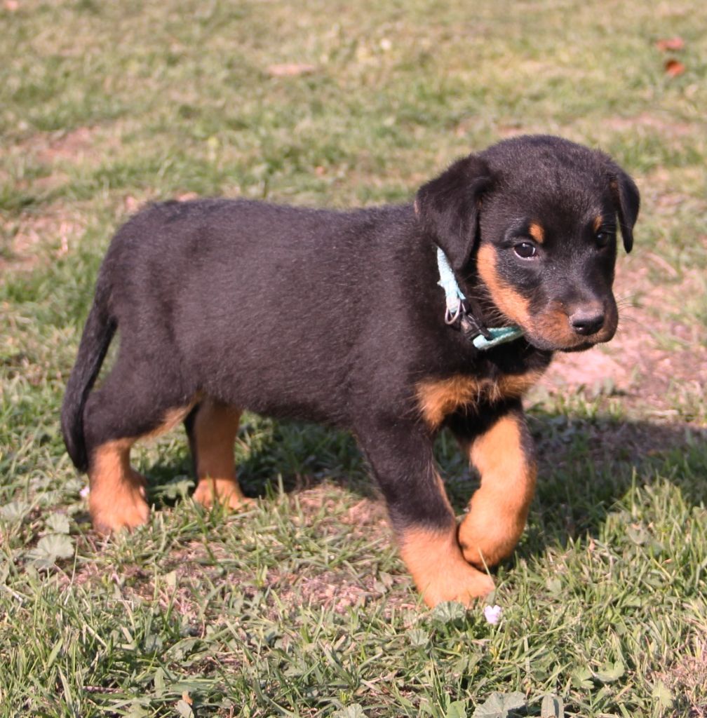 Des Bruyères De Saint Cyr - Chiots disponibles - Berger de Beauce
