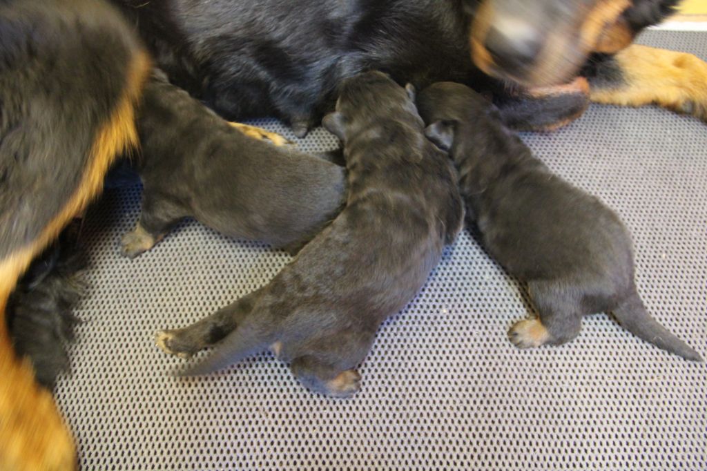 Des Bruyères De Saint Cyr - Chiots disponibles - Berger de Beauce
