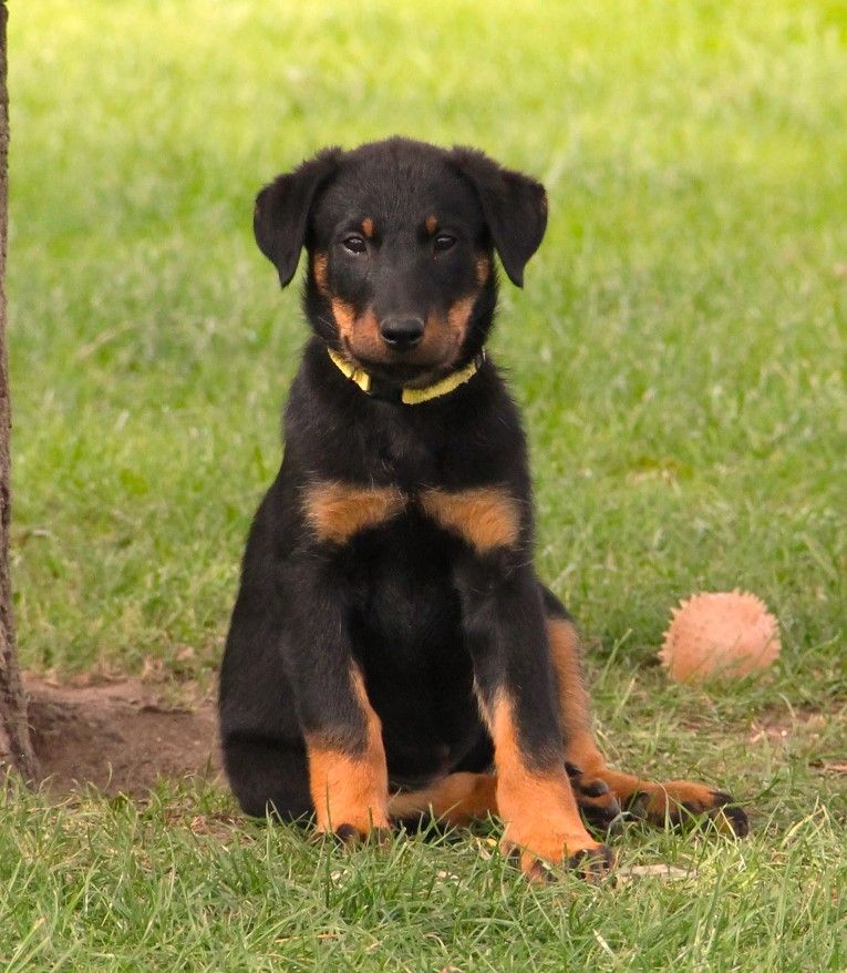 Des Bruyères De Saint Cyr - Chiots disponibles - Berger de Beauce