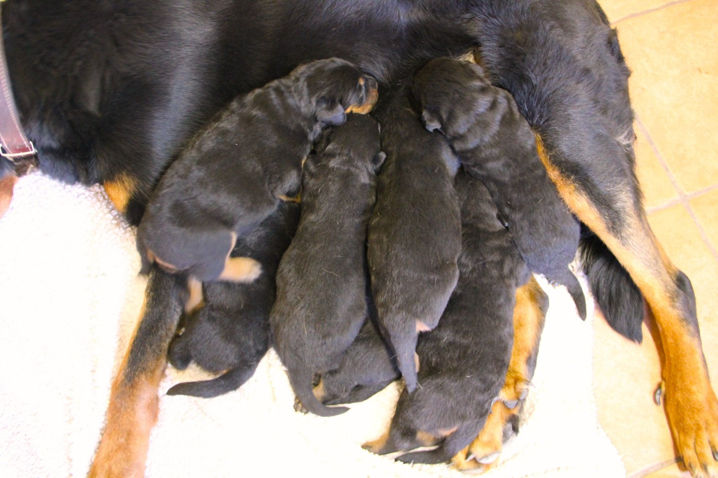 Des Bruyères De Saint Cyr - Berger de Beauce - Portée née le 12/03/2026