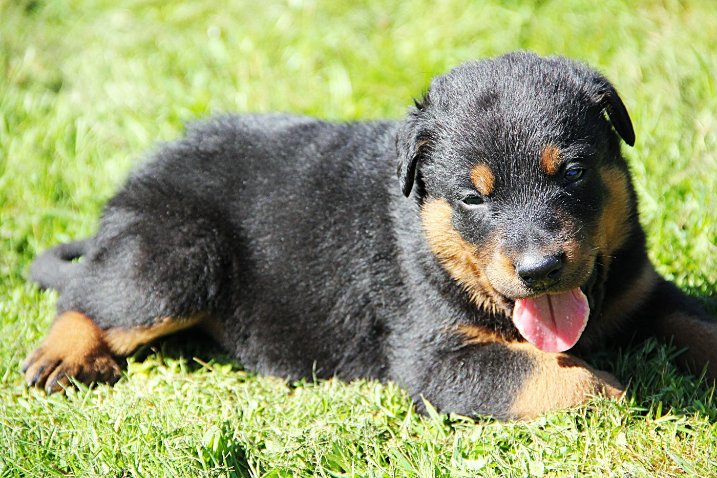 Des Bruyères De Saint Cyr - Chiots disponibles - Berger de Beauce