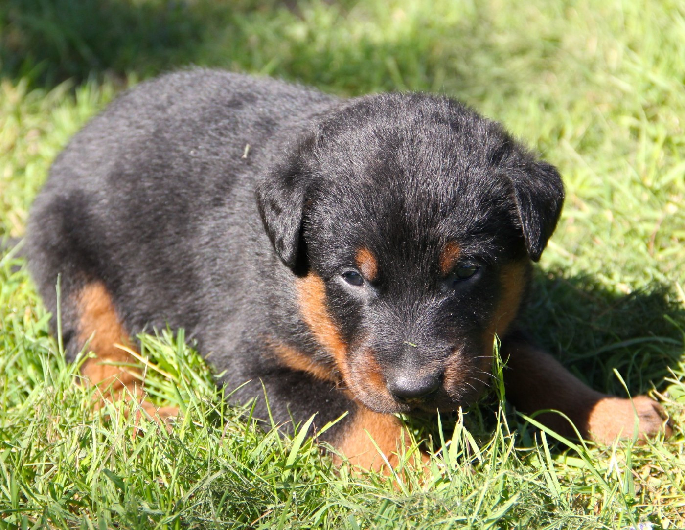 Des Bruyères De Saint Cyr - Chiots disponibles - Berger de Beauce