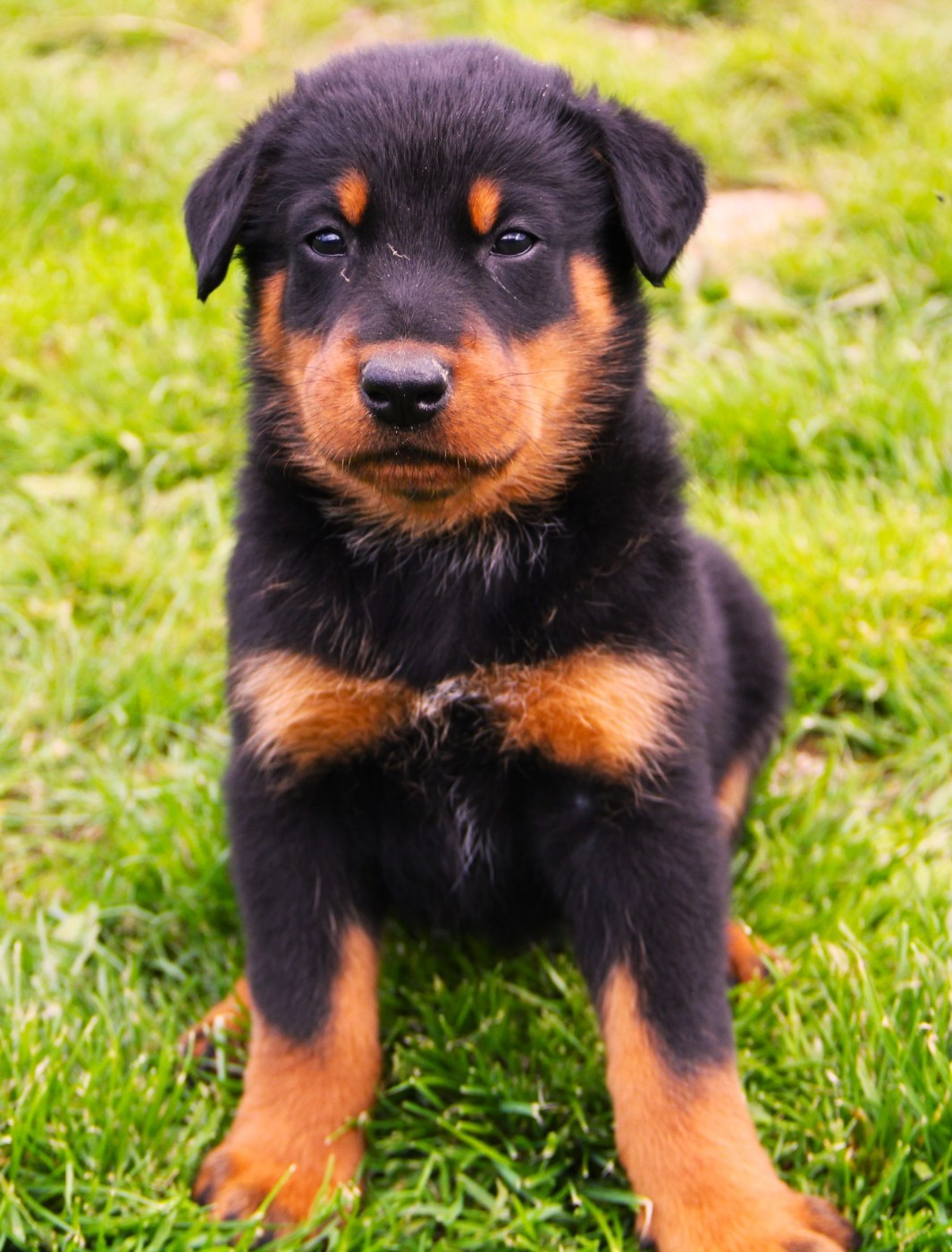 Des Bruyères De Saint Cyr - Chiots disponibles - Berger de Beauce