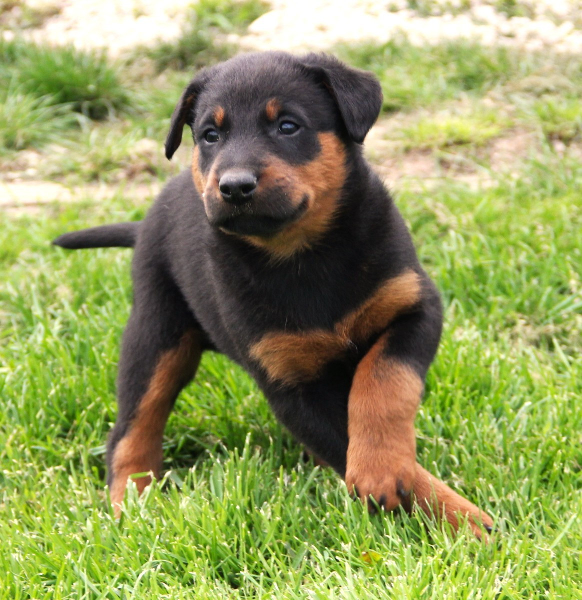 Des Bruyères De Saint Cyr - Chiots disponibles - Berger de Beauce