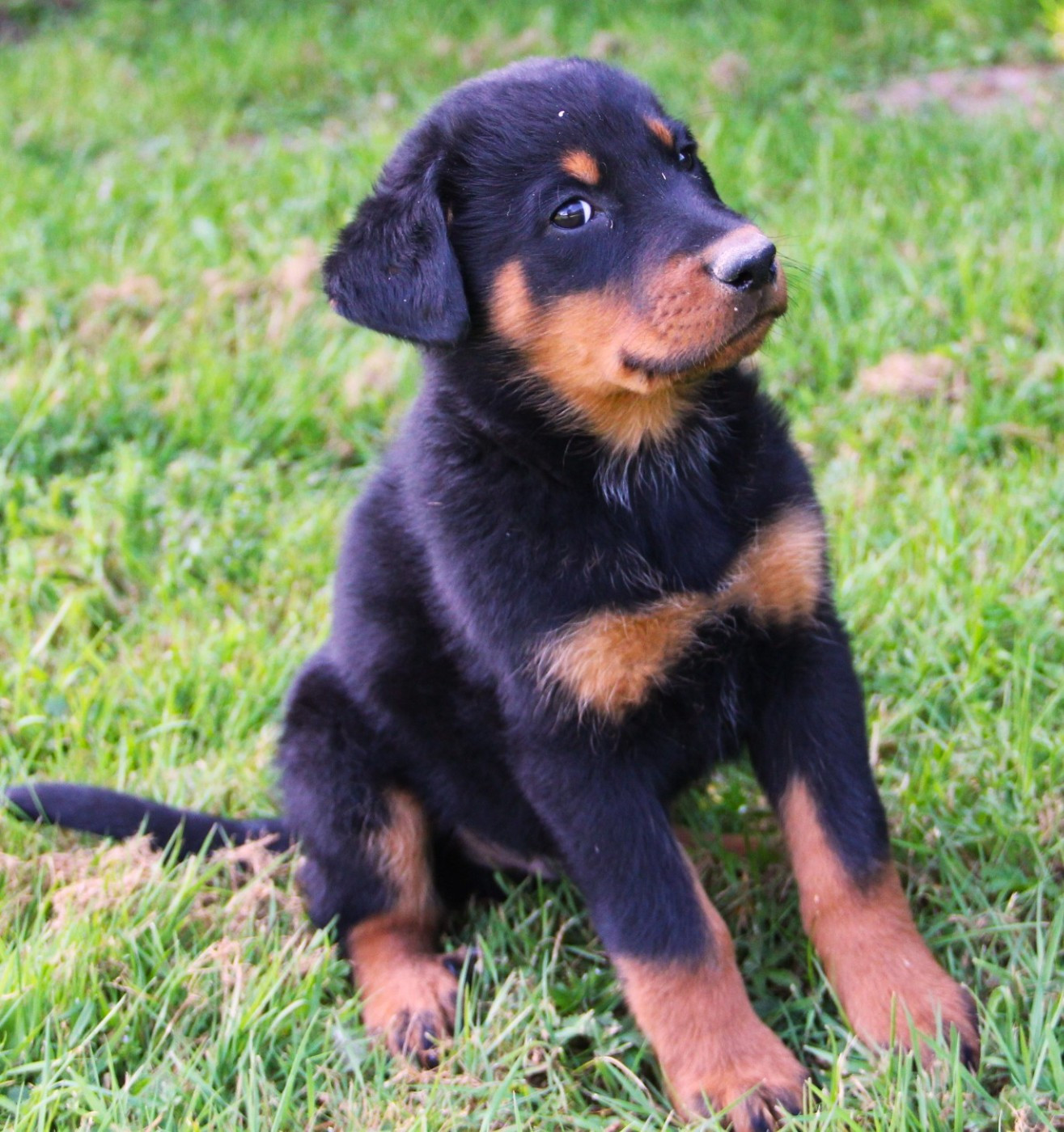 Des Bruyères De Saint Cyr - Chiots disponibles - Berger de Beauce