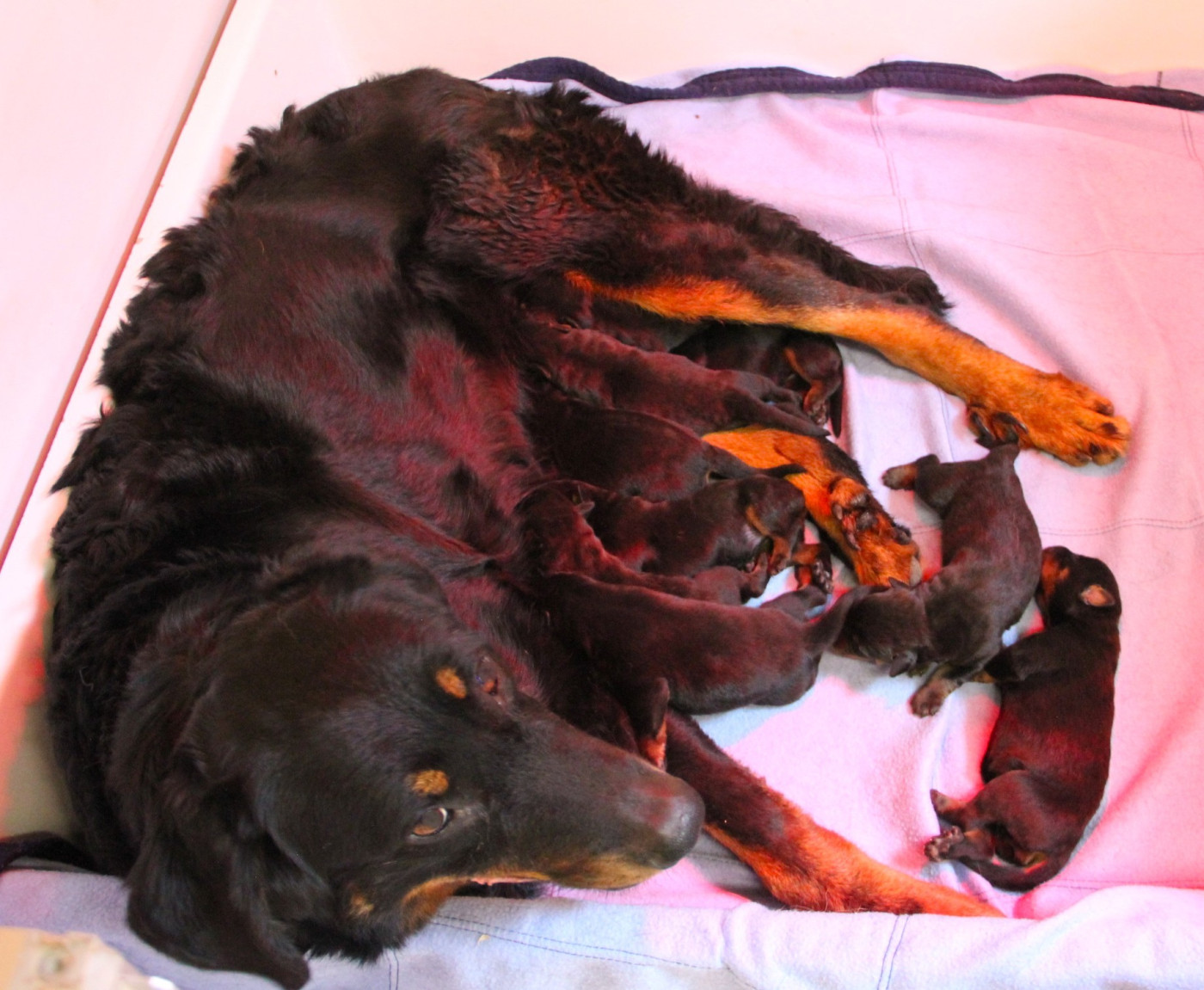 Chiot Berger de Beauce Des Bruyères De Saint Cyr