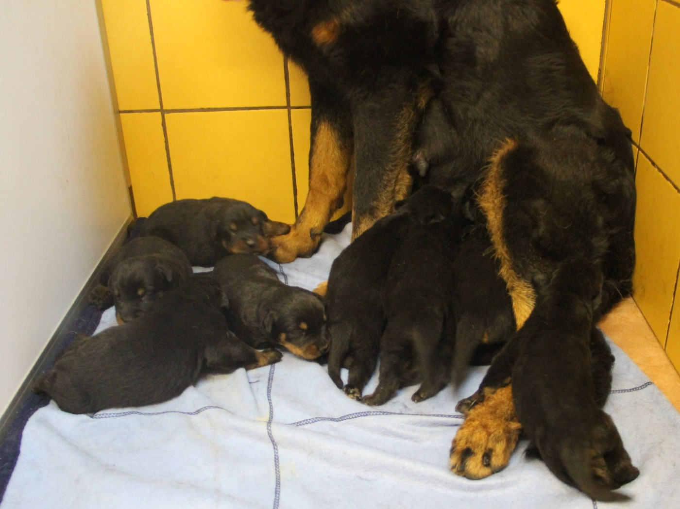 Des Bruyères De Saint Cyr - Chiots disponibles - Berger de Beauce