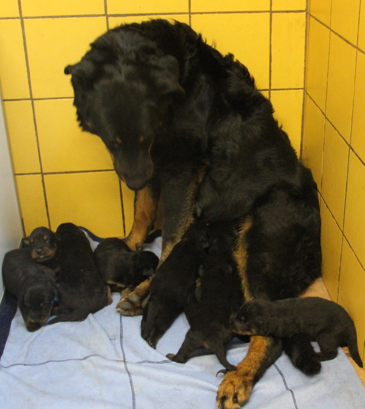 Des Bruyères De Saint Cyr - Chiots disponibles - Berger de Beauce