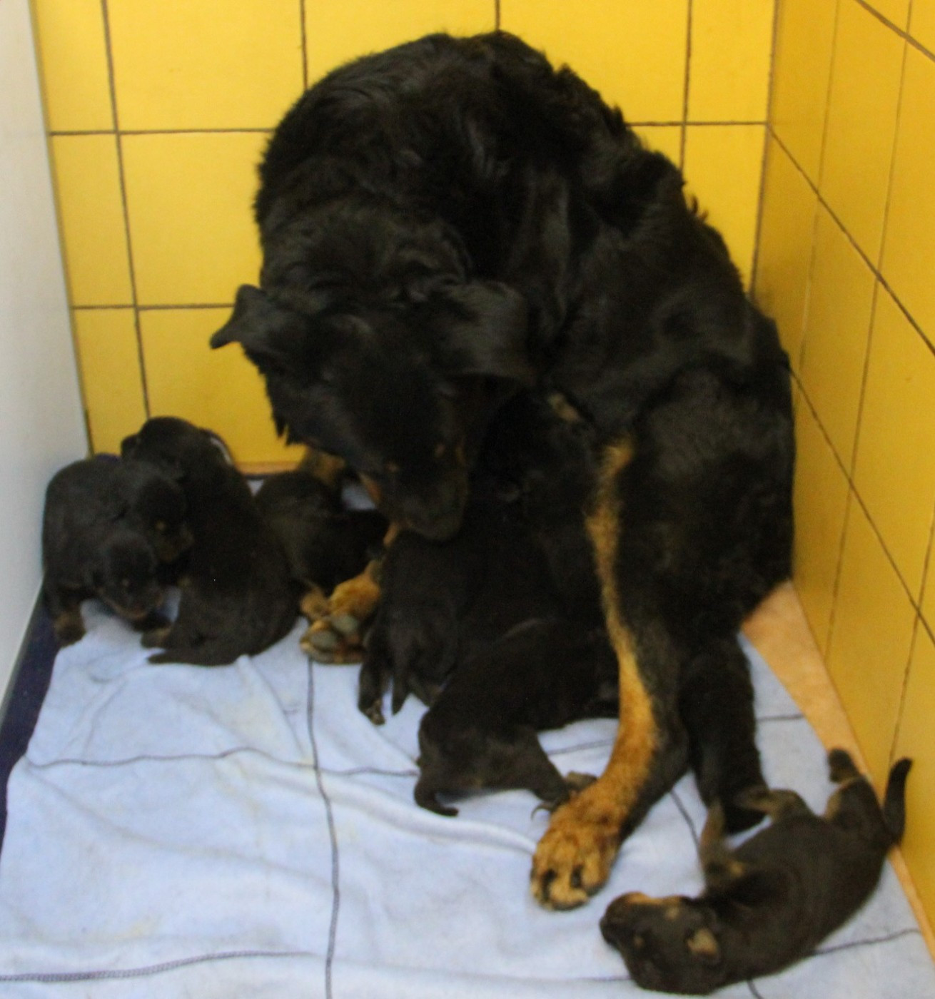 Des Bruyères De Saint Cyr - Chiots disponibles - Berger de Beauce