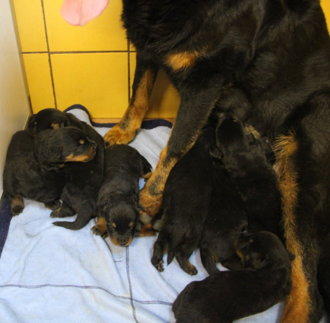 Des Bruyères De Saint Cyr - Chiots disponibles - Berger de Beauce