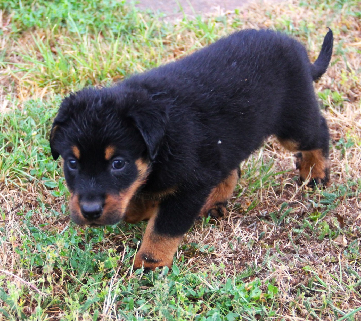 Des Bruyères De Saint Cyr - Chiots disponibles - Berger de Beauce