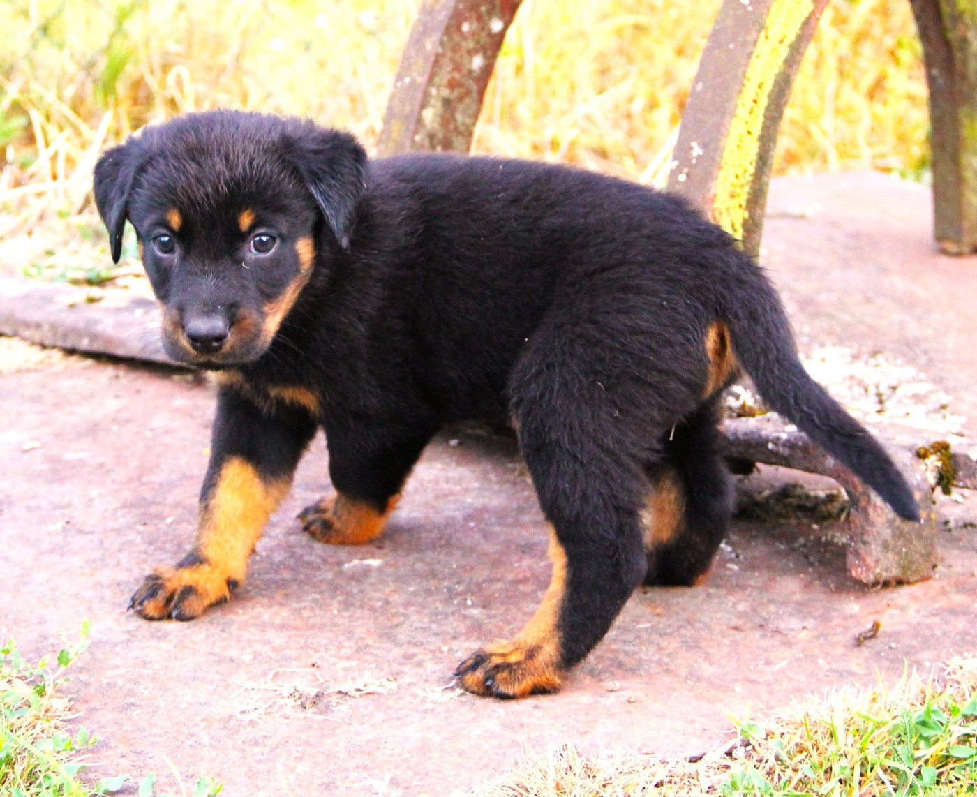Des Bruyères De Saint Cyr - Chiots disponibles - Berger de Beauce