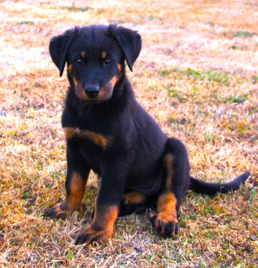 Des Bruyères De Saint Cyr - Chiots disponibles - Berger de Beauce
