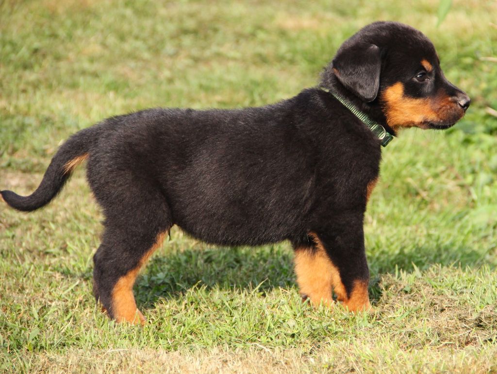 Des Bruyères De Saint Cyr - Chiots disponibles - Berger de Beauce