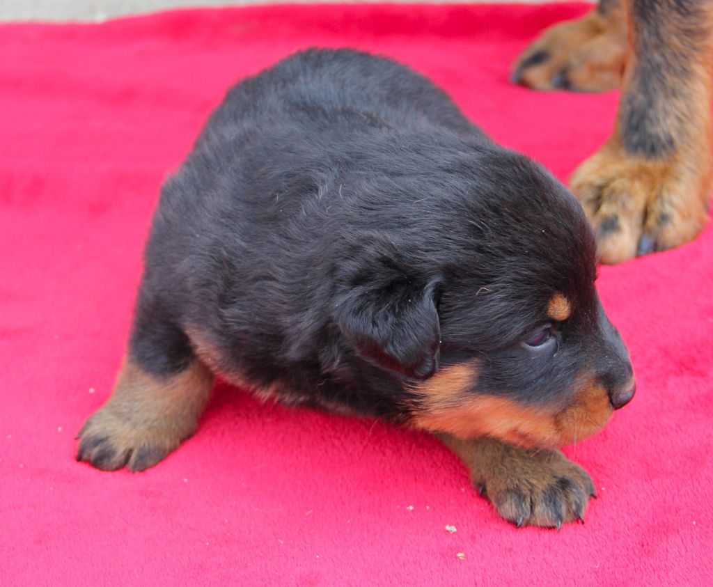 Des Bruyères De Saint Cyr - Chiots disponibles - Berger de Beauce