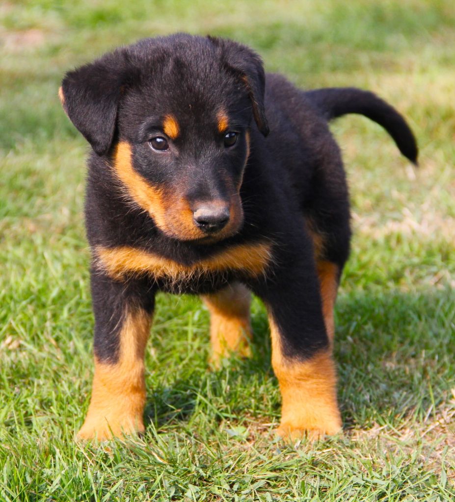 Des Bruyères De Saint Cyr - Chiots disponibles - Berger de Beauce