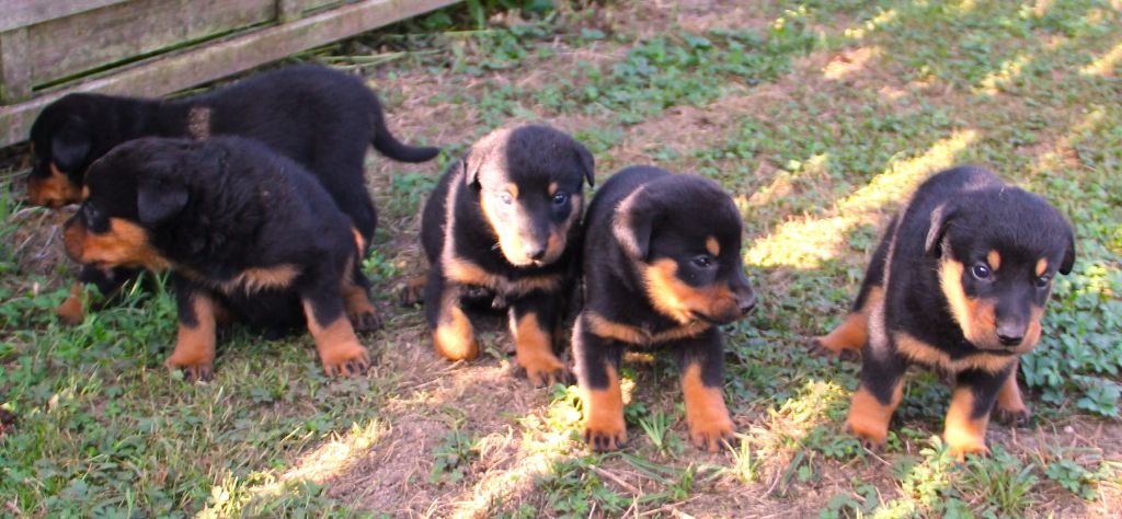 Des Bruyères De Saint Cyr - Chiots disponibles - Berger de Beauce