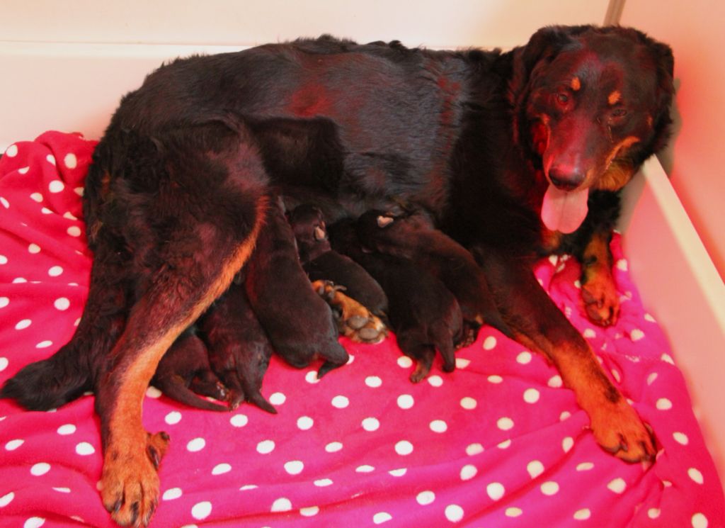 Des Bruyères De Saint Cyr - Chiots disponibles - Berger de Beauce
