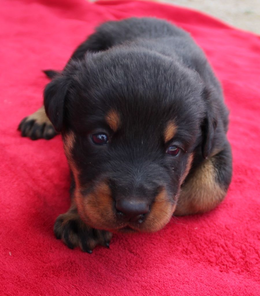 Des Bruyères De Saint Cyr - Chiots disponibles - Berger de Beauce