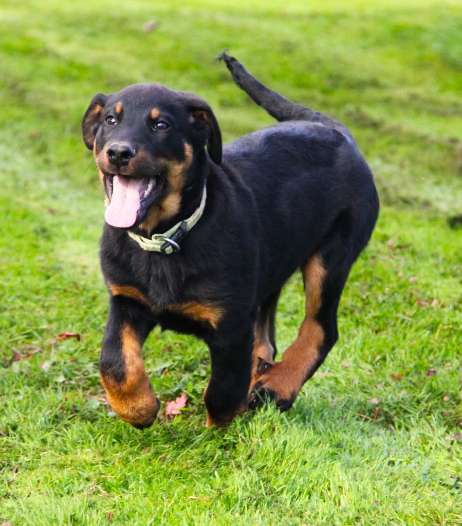 Des Bruyères De Saint Cyr - Chiots disponibles - Berger de Beauce