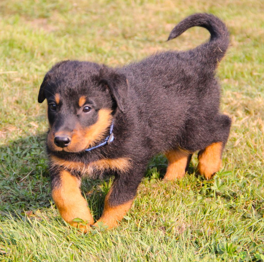 Des Bruyères De Saint Cyr - Chiots disponibles - Berger de Beauce