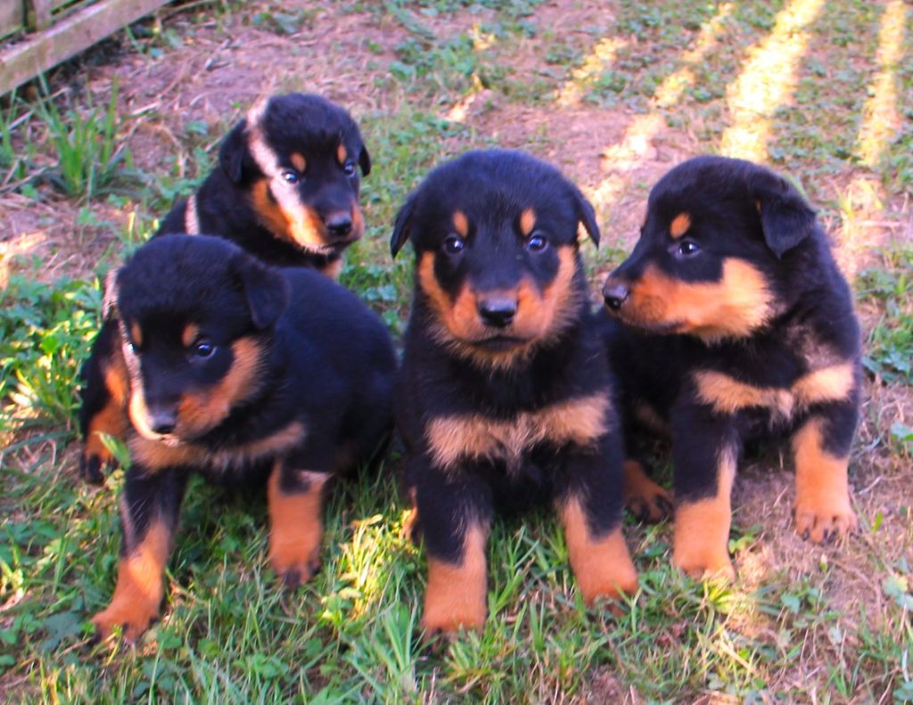 Des Bruyères De Saint Cyr - Chiots disponibles - Berger de Beauce