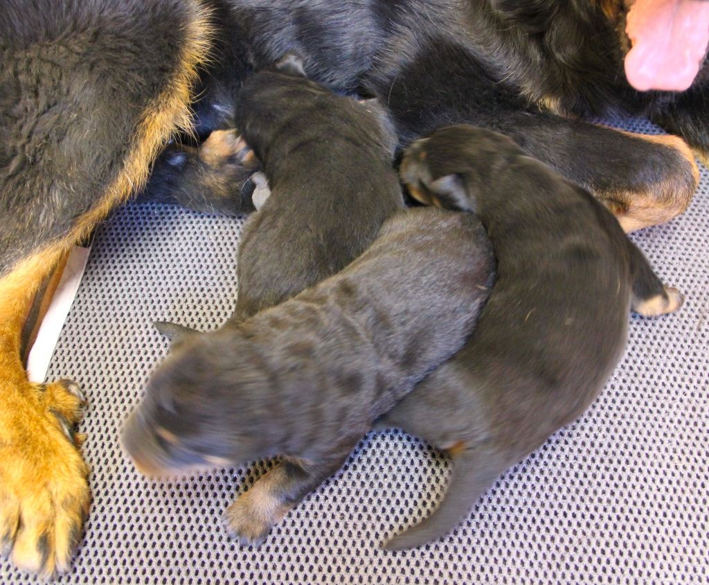 Des Bruyères De Saint Cyr - Chiots disponibles - Berger de Beauce