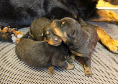 CHIOT 1