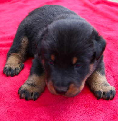 CHIOT 4