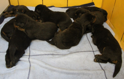 Chiot N°1