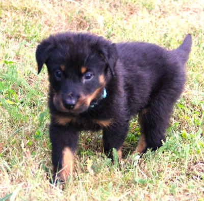B'KODA