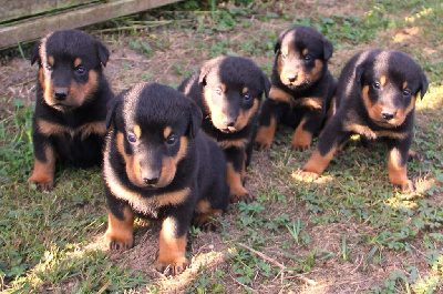 CHIOT 5
