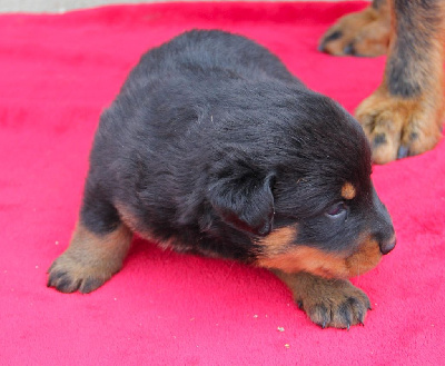 CHIOT 3