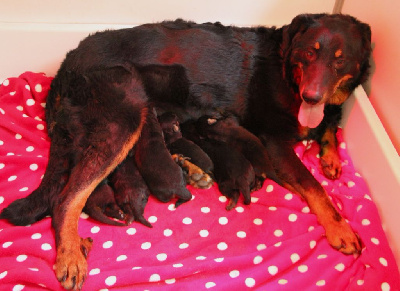 CHIOT 5