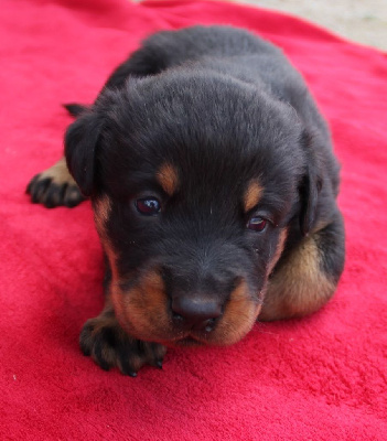 CHIOT 5