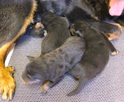 CHIOT 3