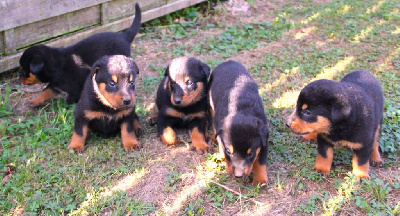 CHIOT 7