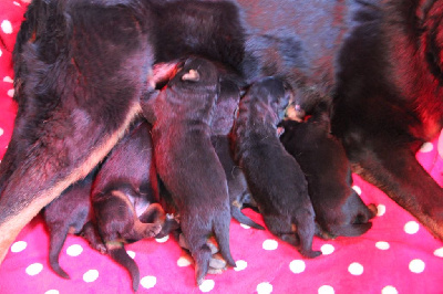 CHIOT 6