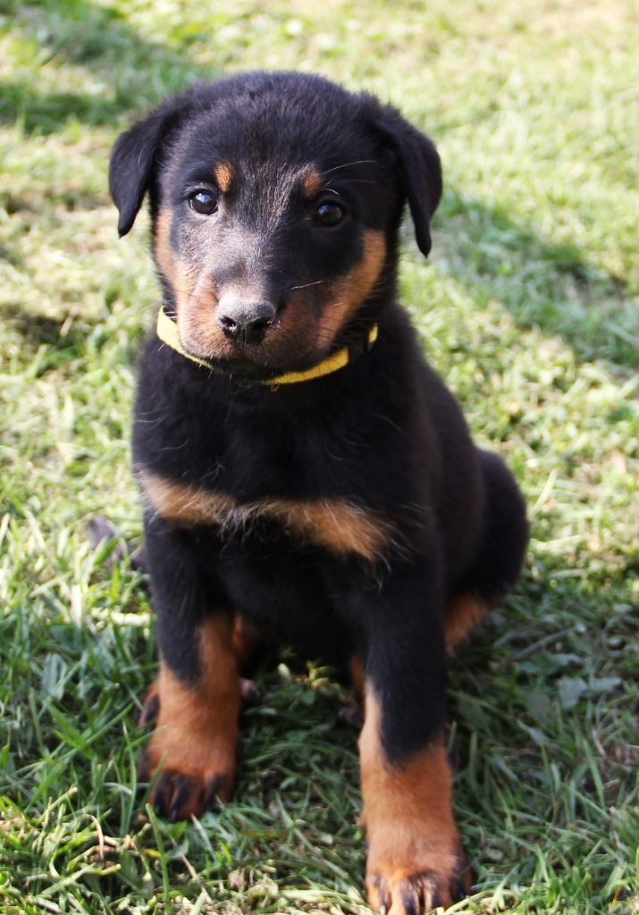 Des Bruyères De Saint Cyr - Chiots disponibles - Berger de Beauce