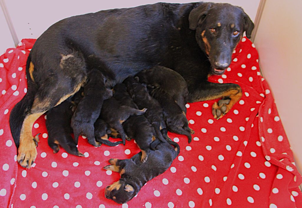 Chiot Berger de Beauce Des Bruyères De Saint Cyr